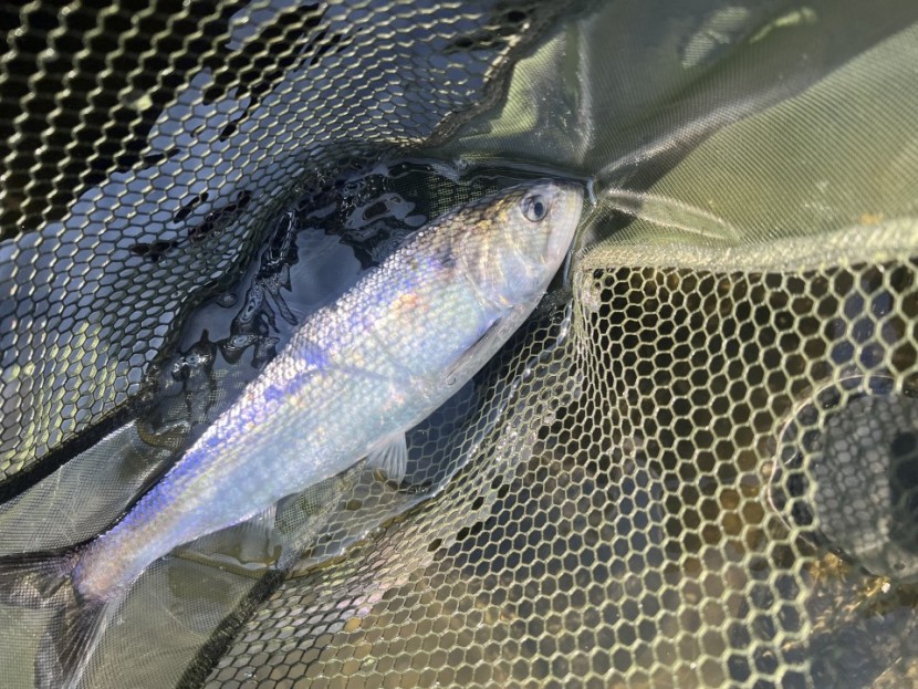 Twaite shad - Mark Atherton from Worcester